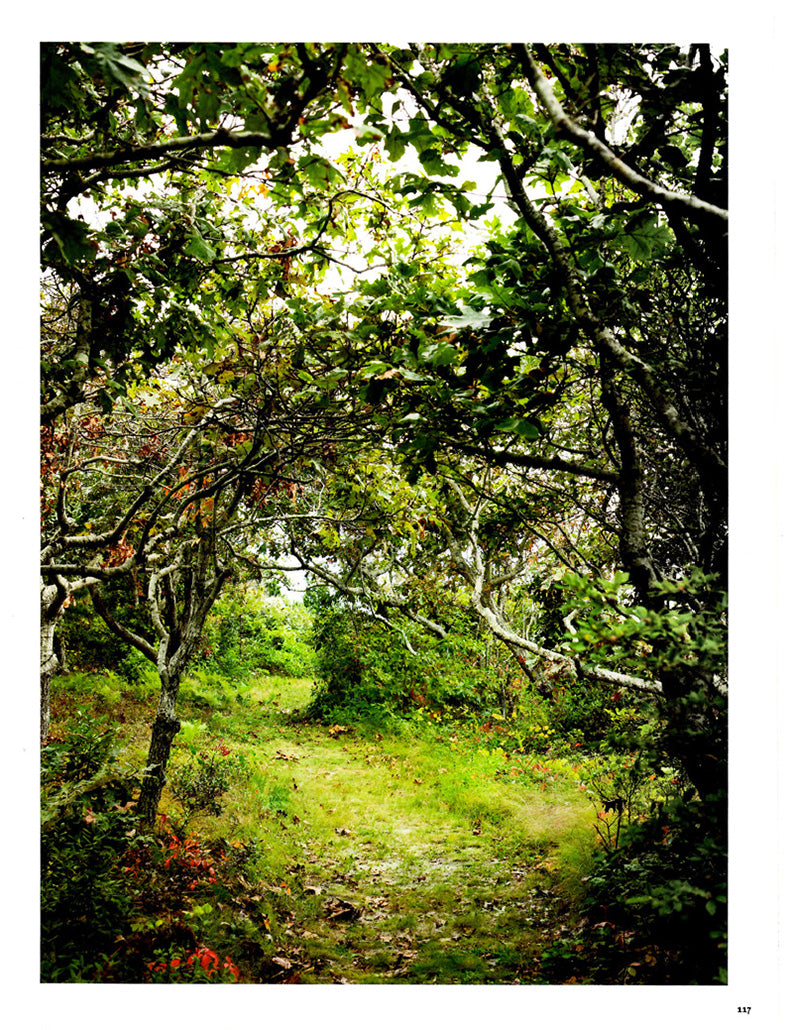 A page in House Beautiful magazine featuring a wooded area near a Cape Cod home designed by Kathryn M. Ireland